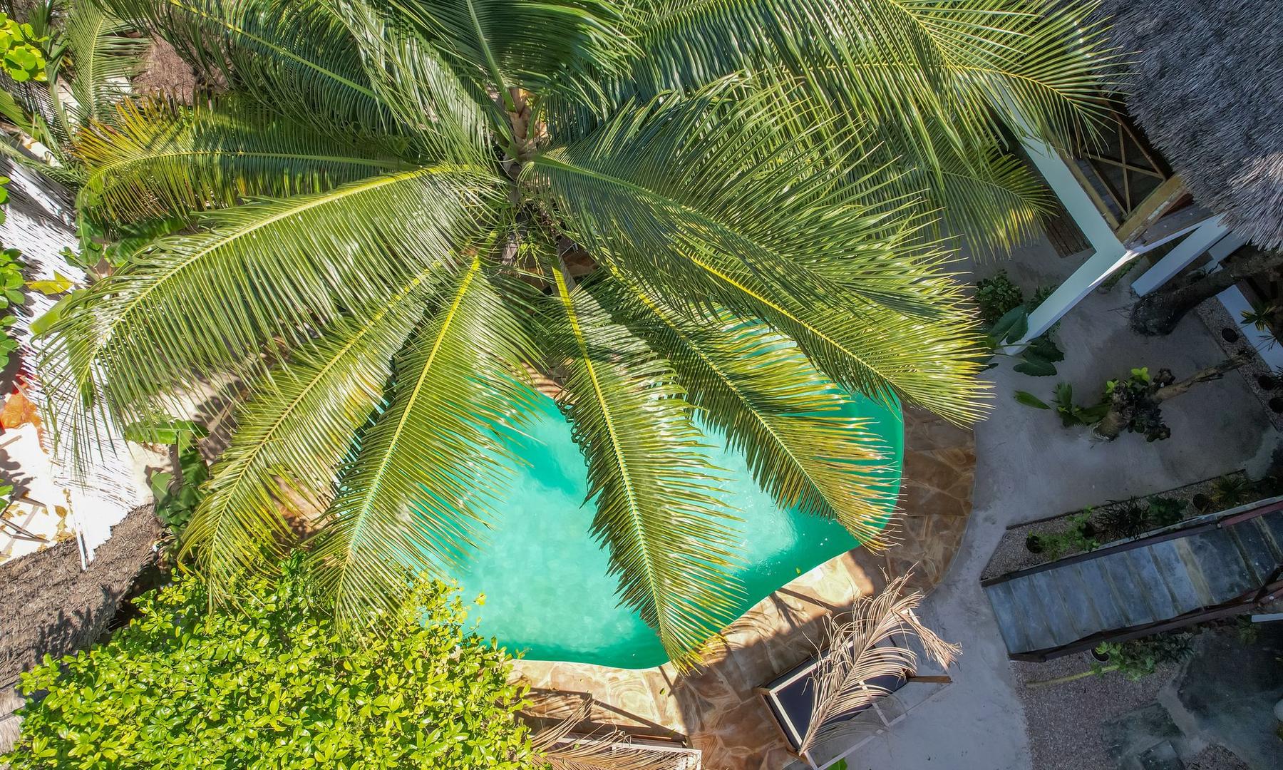 A palm tree over the swimming pool at Ocean Boho House, seen from above